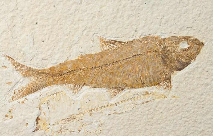 Nice Knightia Fossil Fish - Wyoming #15950